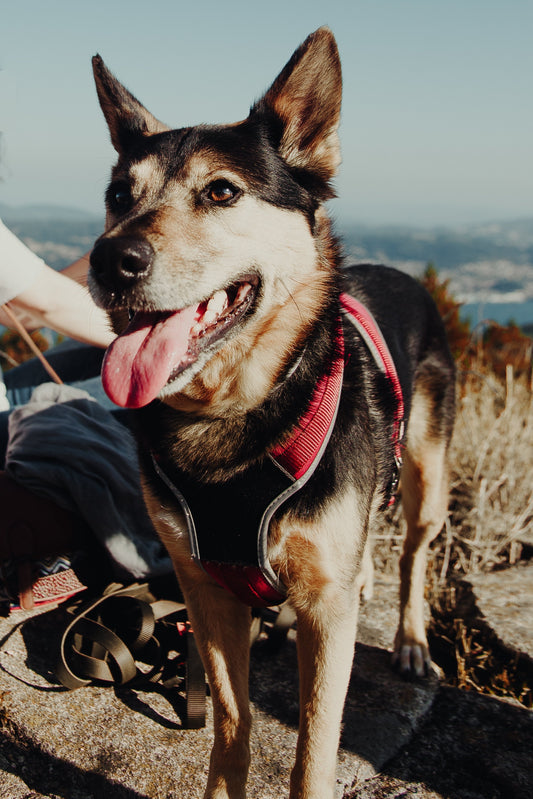 Dog Walking Safety Guide - Walking your dog with the right gear